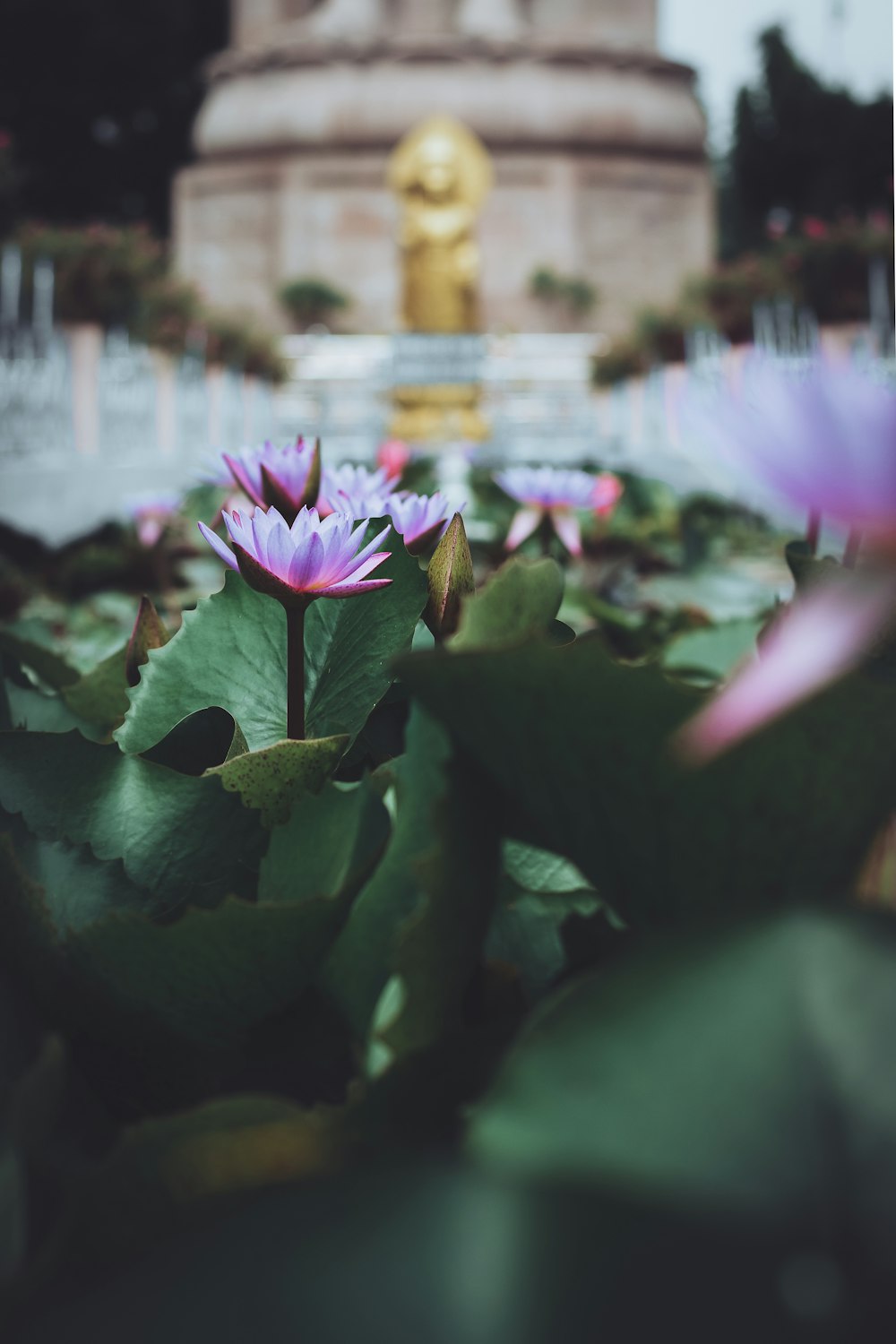 a pond filled with lots of purple water lilies