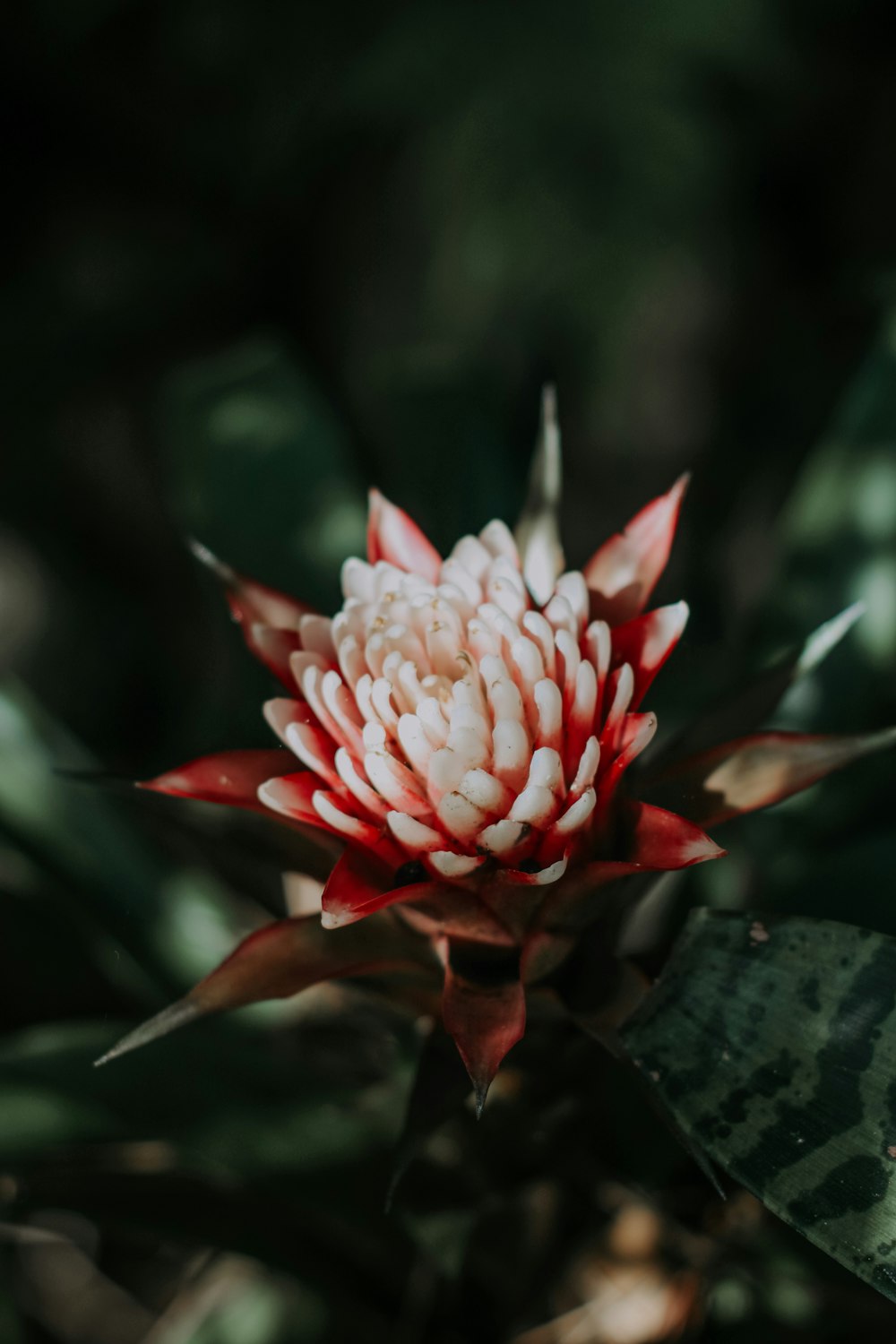 a red and white flower with green leaves