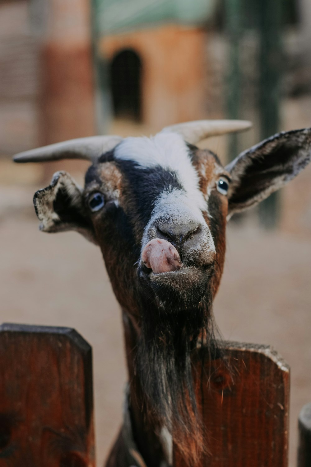 Una cabra asomando la cabeza sobre una valla de madera
