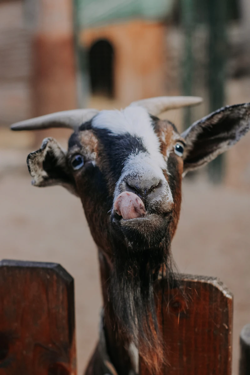 Curious goat