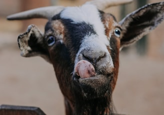 a goat sticking its head over a wooden fence