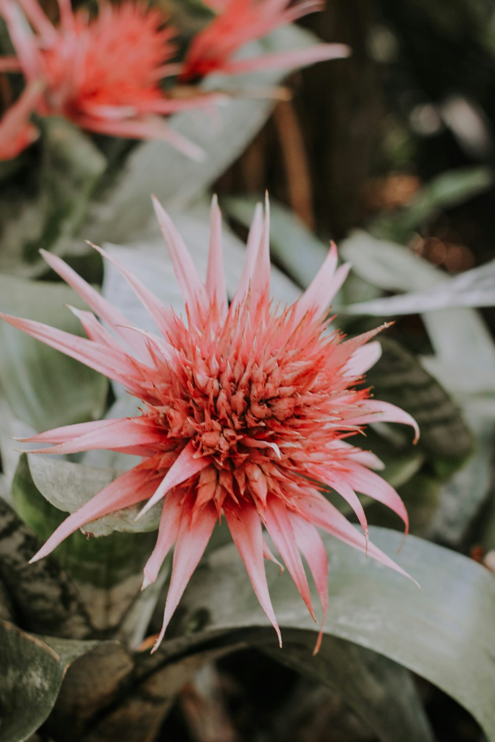 a close up of a pink flower on a plant