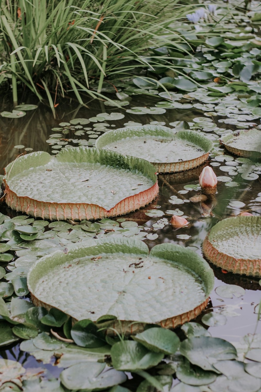 a group of lily pads floating on top of a pond