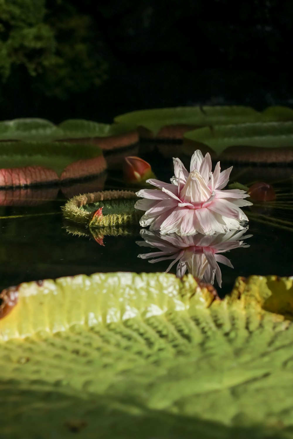 a pink flower floating on top of a pond