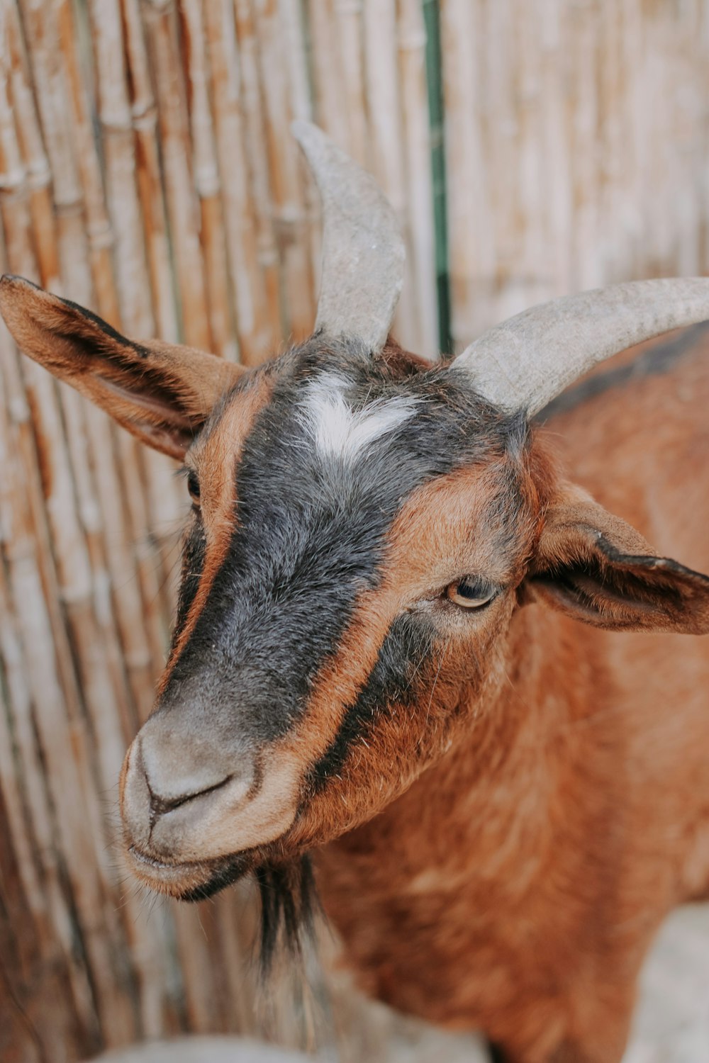 a close up of a goat near a fence