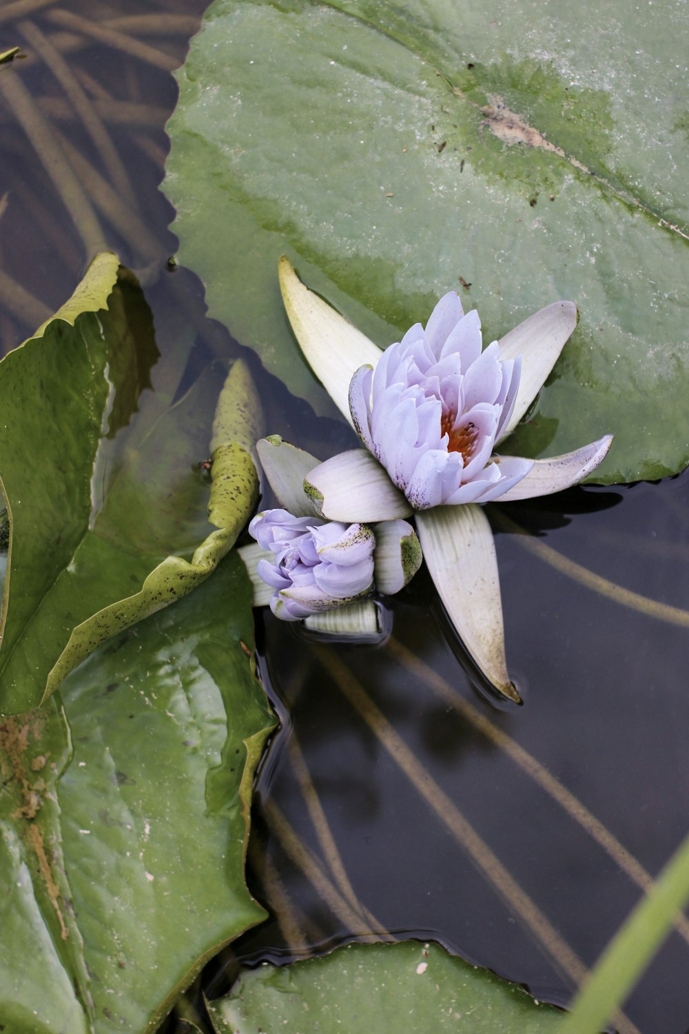 a purple flower sitting on top of a lily pad
