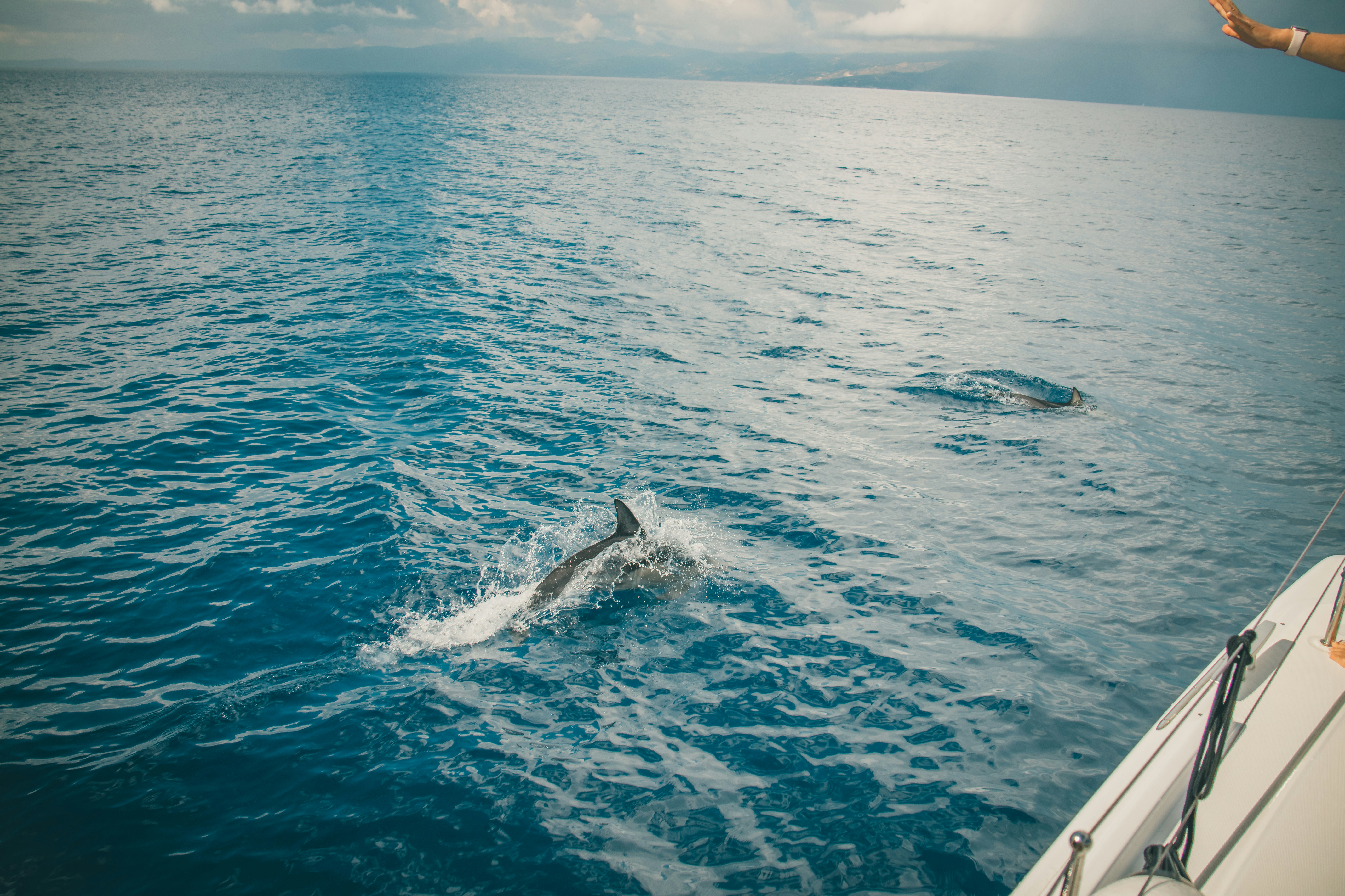 Dolphins jumping near boat in Arabian Sea at sunrise, clear blue water, magical golden light
