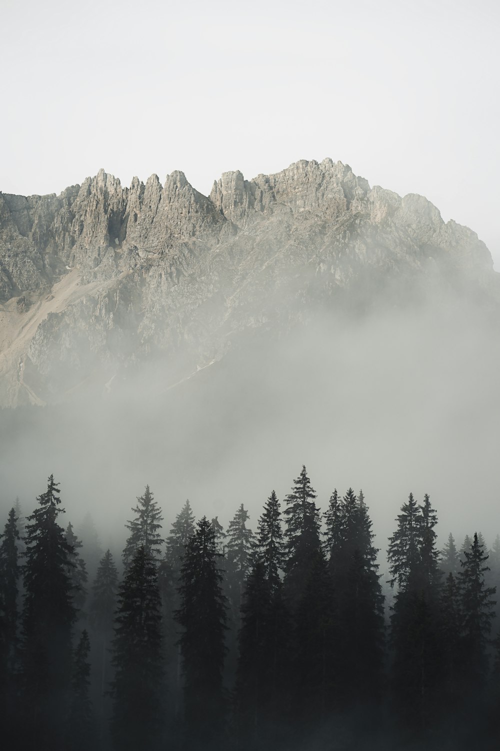 a foggy mountain with trees in the foreground