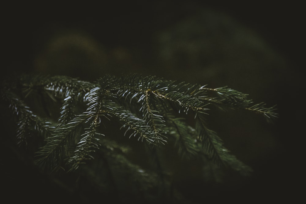 a close up of a pine tree branch