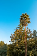 A tall palm tree stands prominently against a clear blue sky, surrounded by a variety of other lush green trees. The sunlight highlights the leaves, adding a golden hue to parts of the foliage.