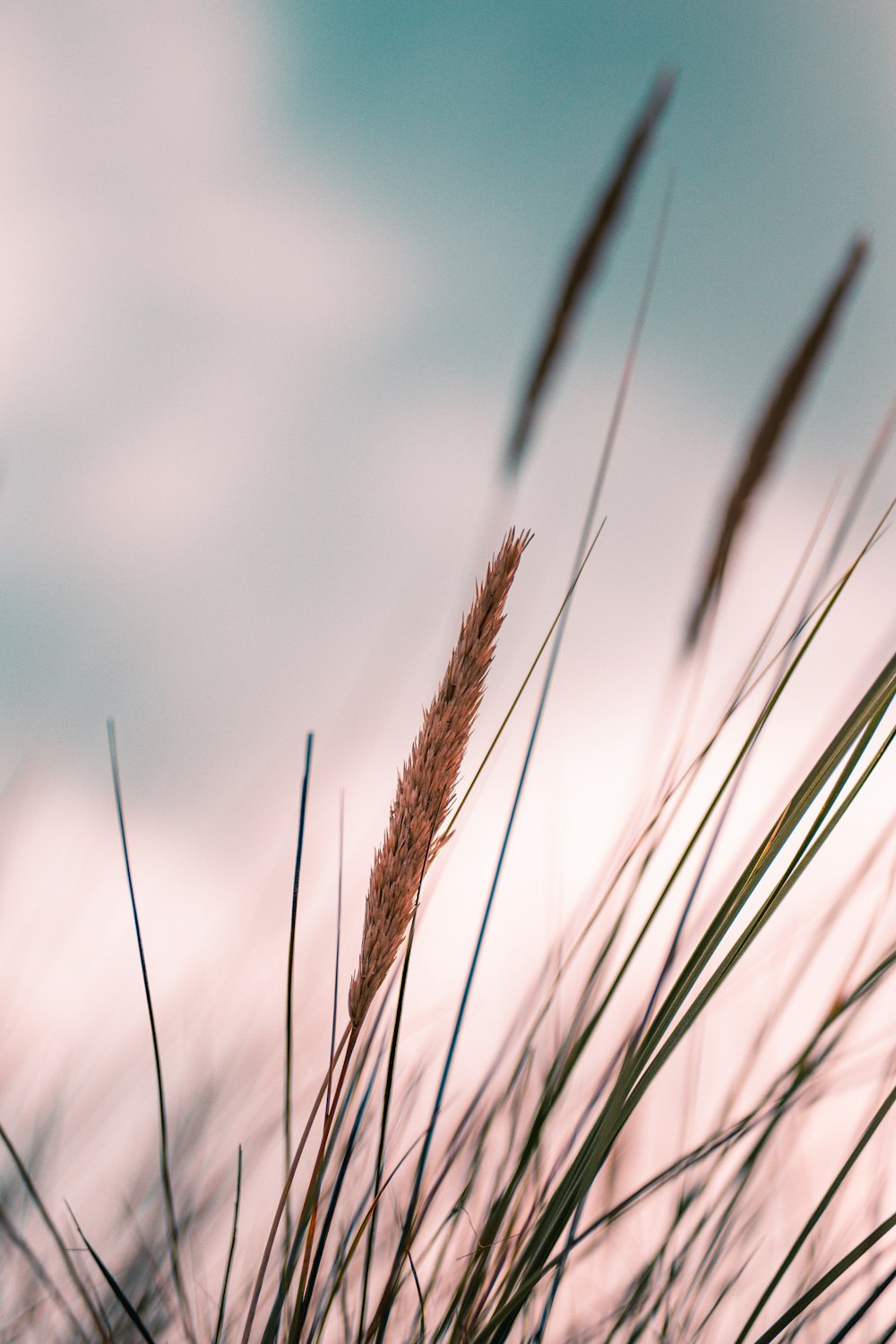 a close up of a plant with a sky in the background