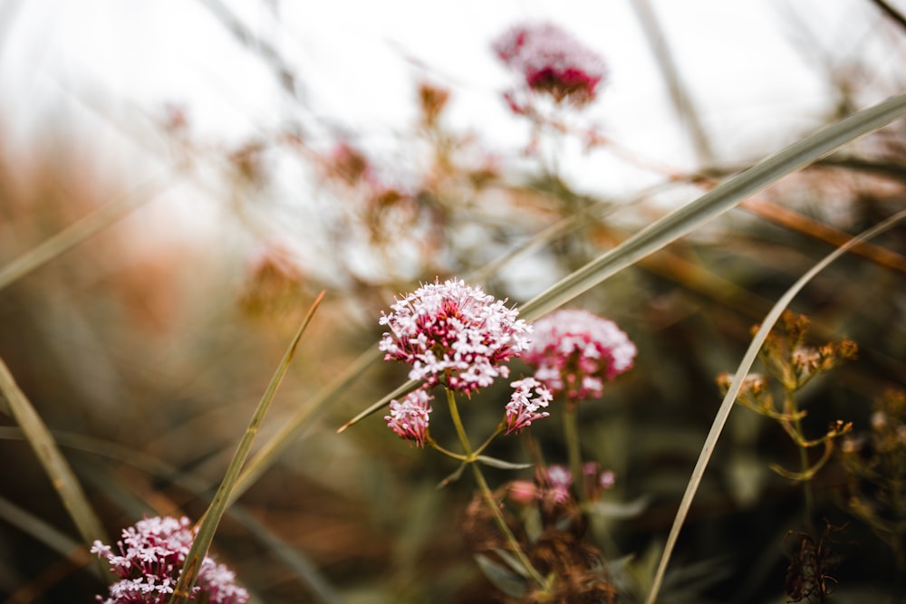 a close up of some pink flowers in a field