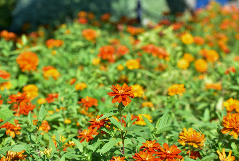 a field full of orange and yellow flowers