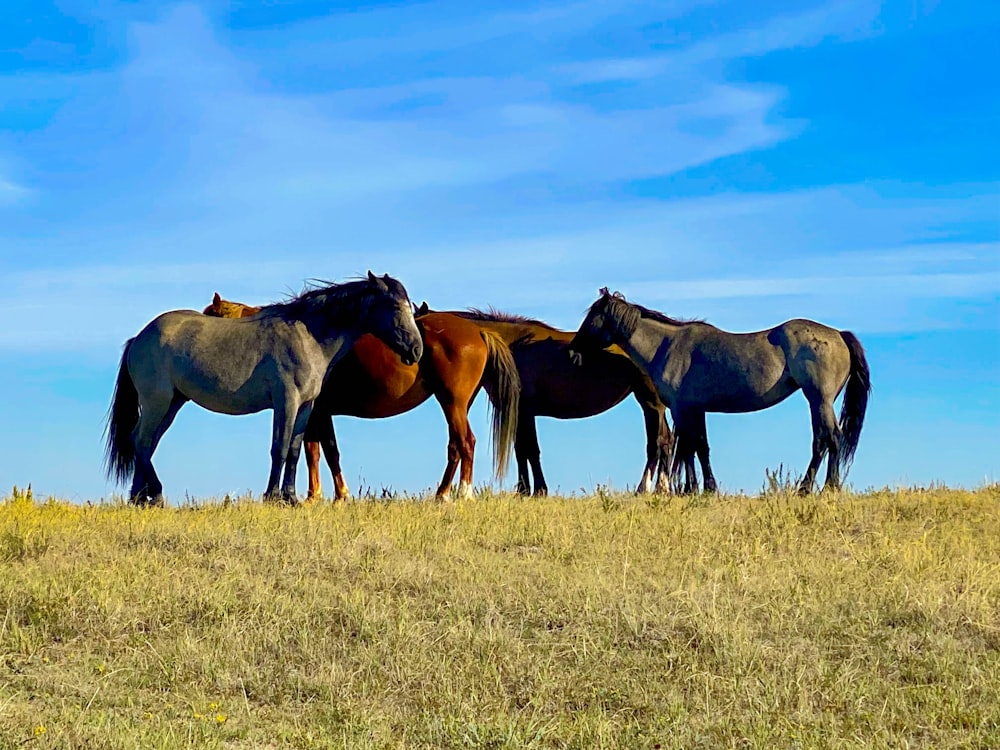 a group of horses standing on top of a grass covered field