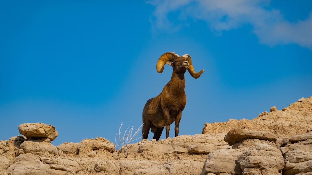 a ram standing on top of a rocky cliff