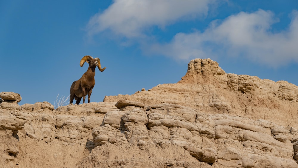 a ram standing on top of a rocky cliff