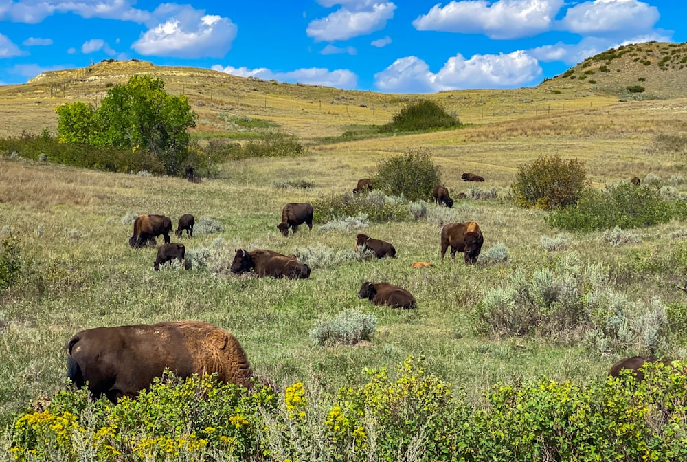 a herd of buffalo grazing on a lush green hillside