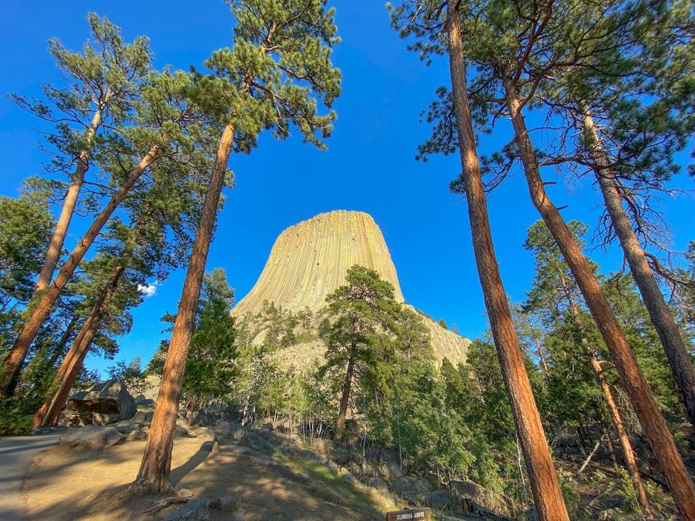 a view of a mountain through the trees