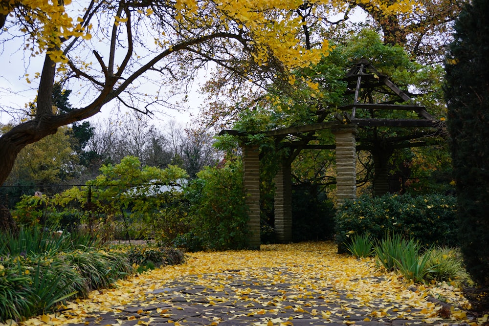 a pathway with yellow leaves on the ground