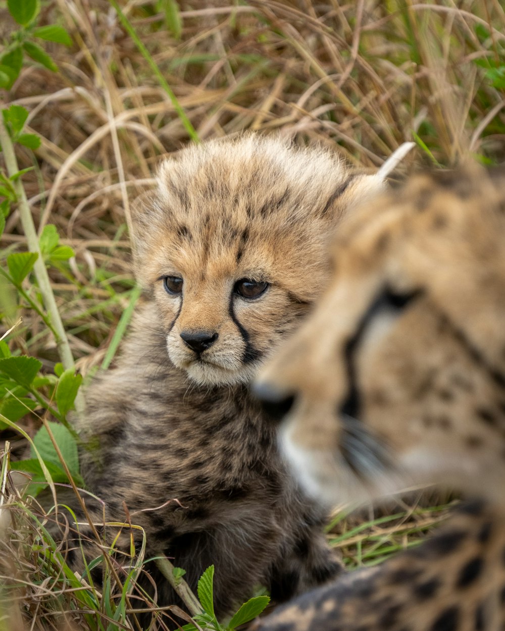 a couple of cheetah cubs sitting on top of a lush green field