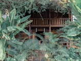 A wooden building partially obscured by dense, lush green foliage, including large banana leaves and other tropical plants. The structure appears to have a rustic design with a wooden balcony, suggesting an old or heritage style. The building's surroundings are filled with greenery, giving it a natural, serene setting.