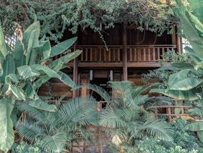 A wooden building partially obscured by dense, lush green foliage, including large banana leaves and other tropical plants. The structure appears to have a rustic design with a wooden balcony, suggesting an old or heritage style. The building's surroundings are filled with greenery, giving it a natural, serene setting.