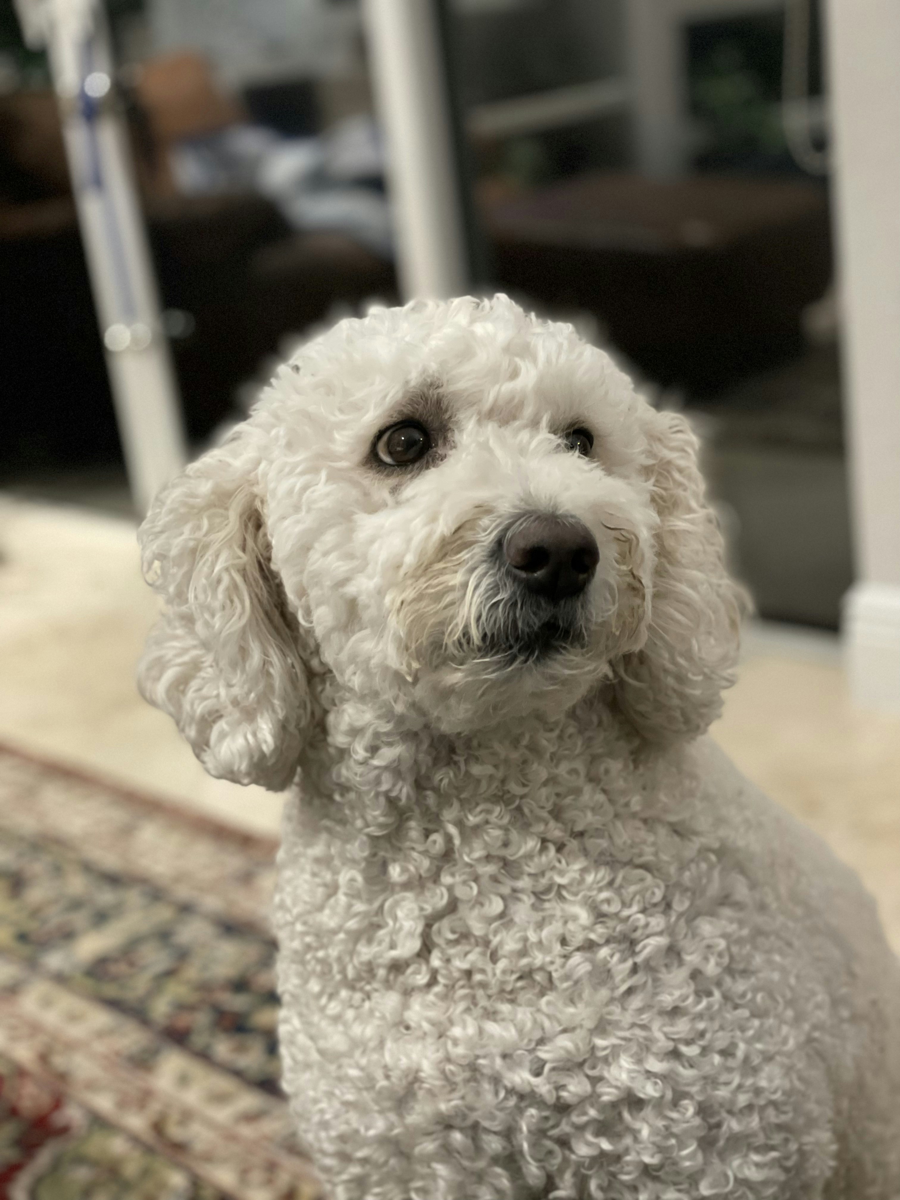 White miniature poodle with curly coat looking cute and fluffy
