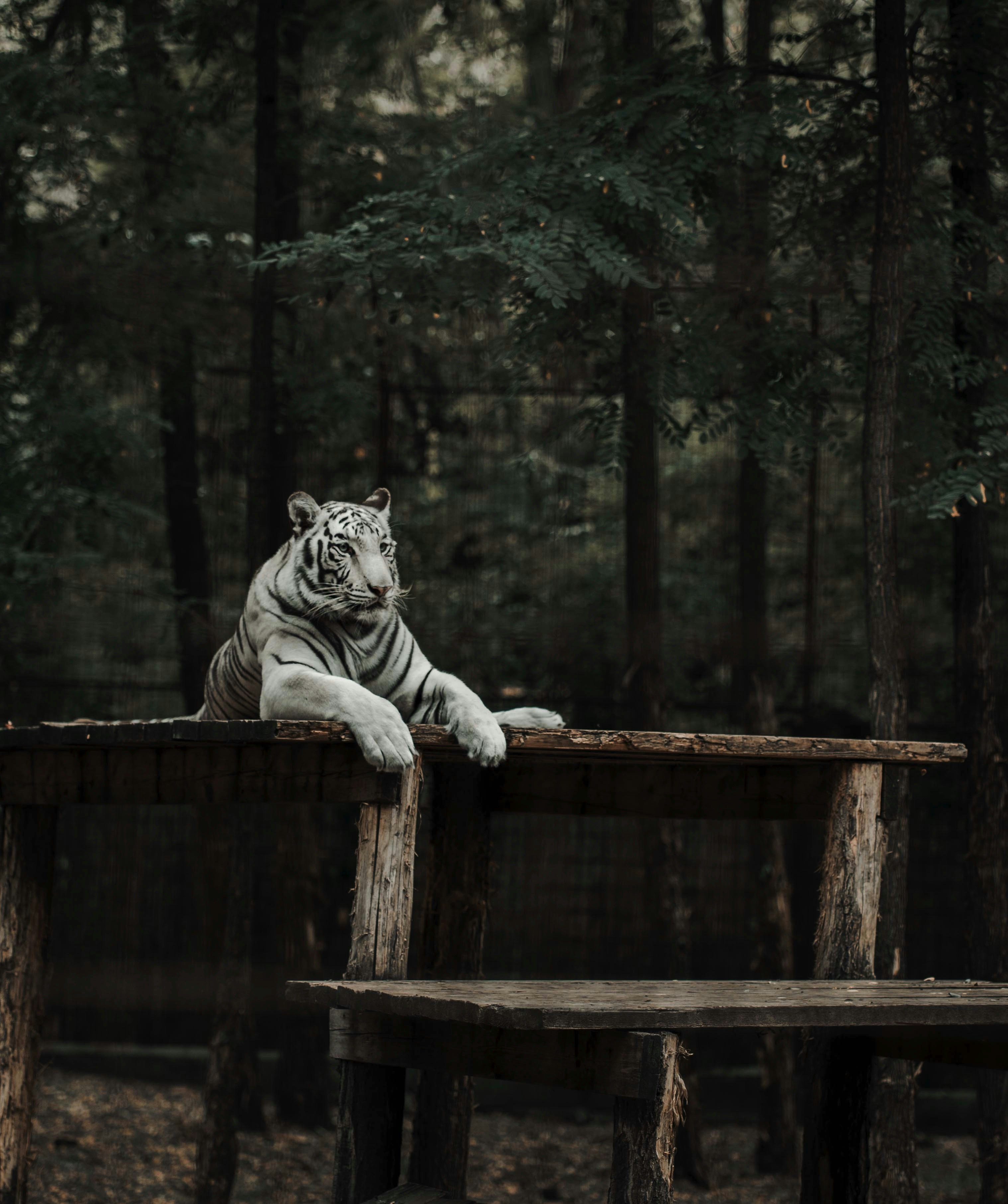 Legends and Lore: Solitary Cats in Culture (image credits: unsplash)