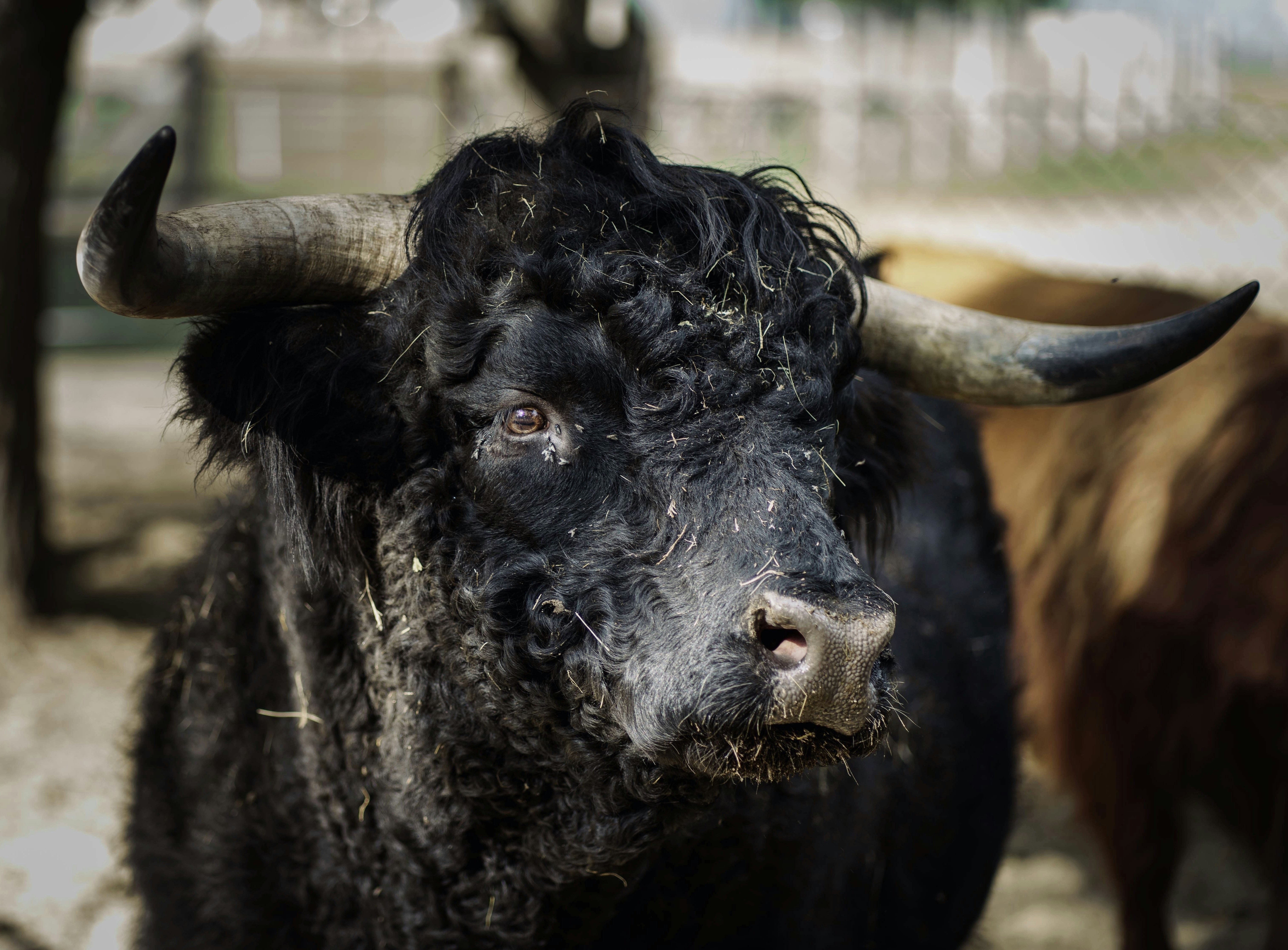 A Close Up Of A Black Bull With Large Horns Photo Free Animal Image 