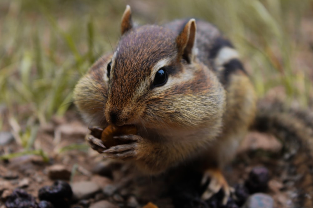 a small rodent eating something in the dirt