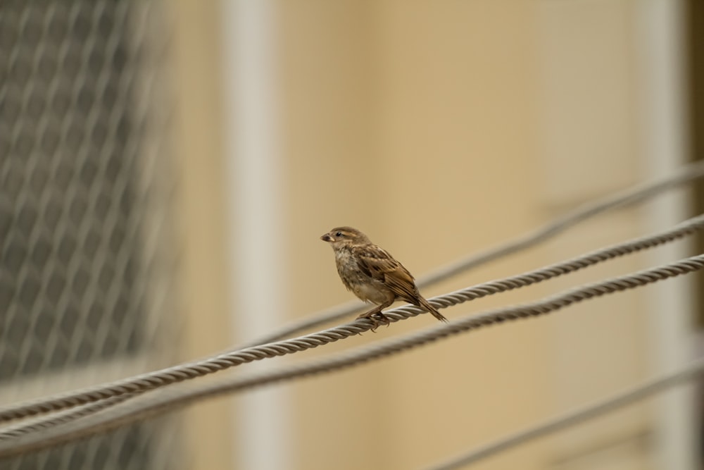 a small bird sitting on top of a wire