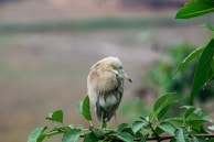 a bird sitting on top of a tree branch