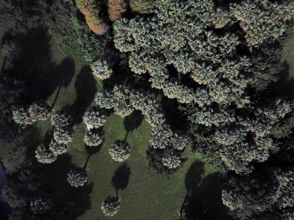 an aerial view of a forest with lots of trees