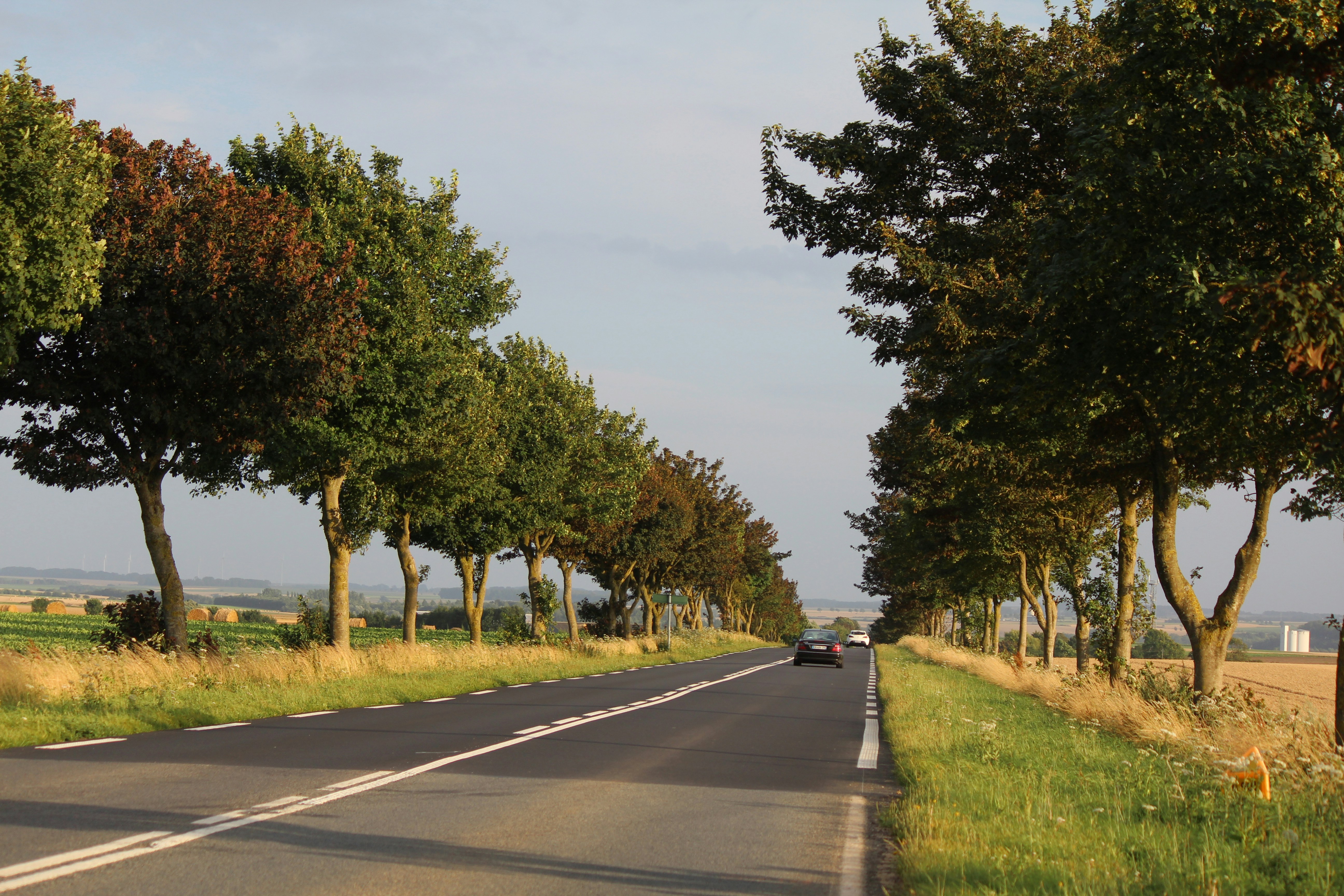 a car driving down a road lined with trees