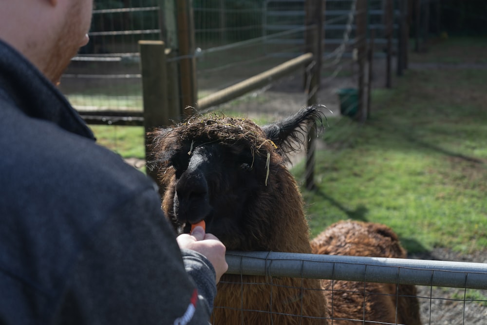 a man feeding a llama through a fence