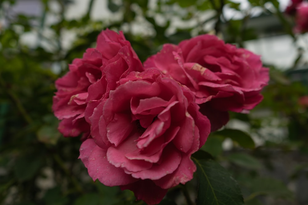 a close up of a pink flower with green leaves