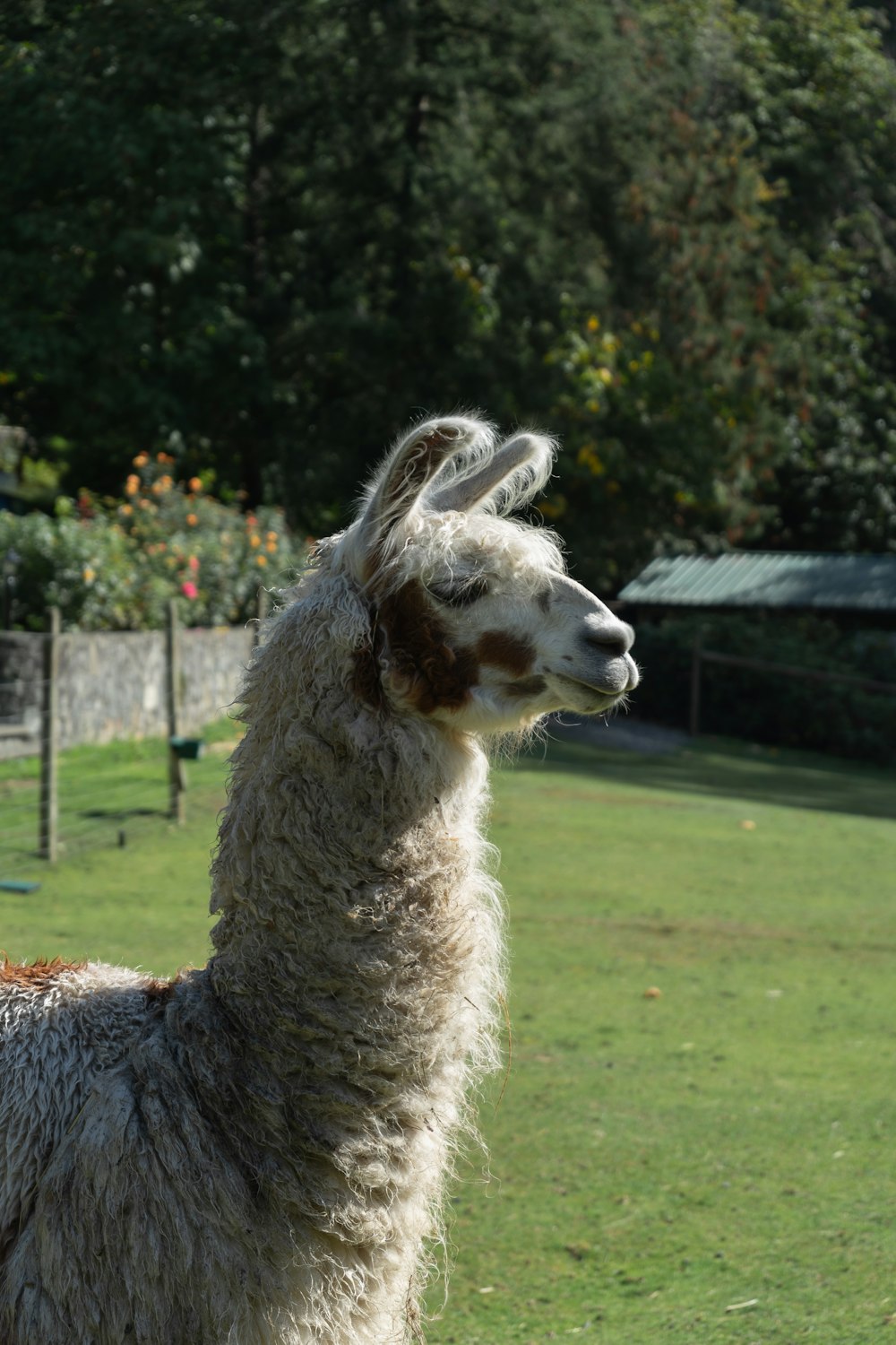 a llama standing in a grassy field with trees in the background