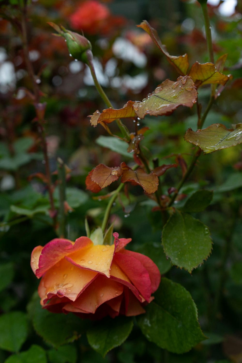 a red and yellow rose with green leaves