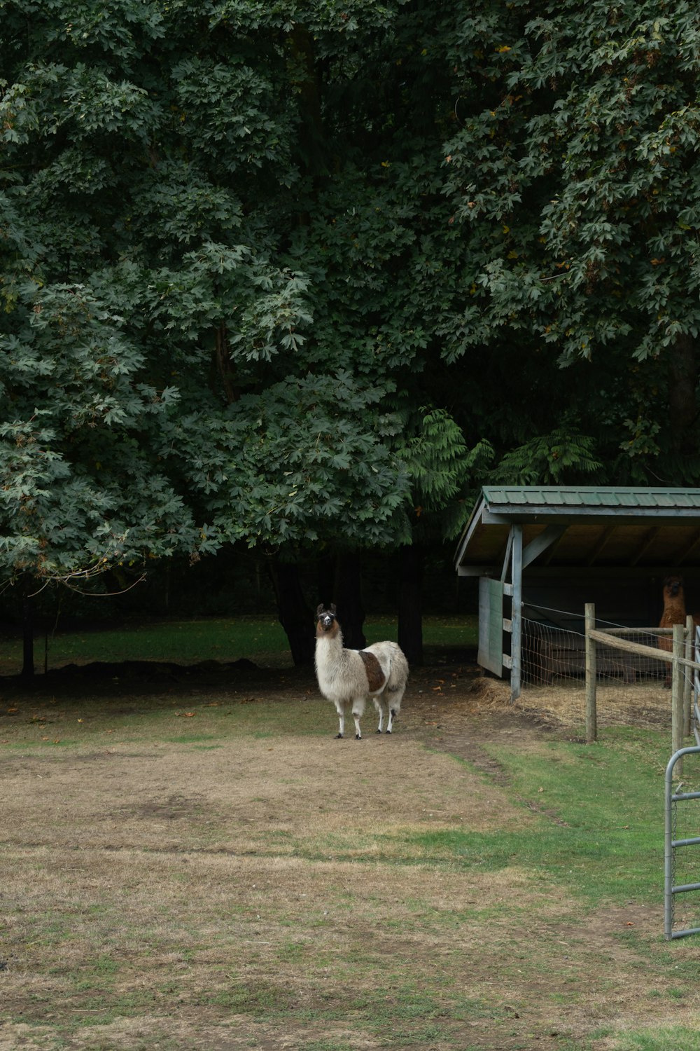 a llama standing in a field next to a tree