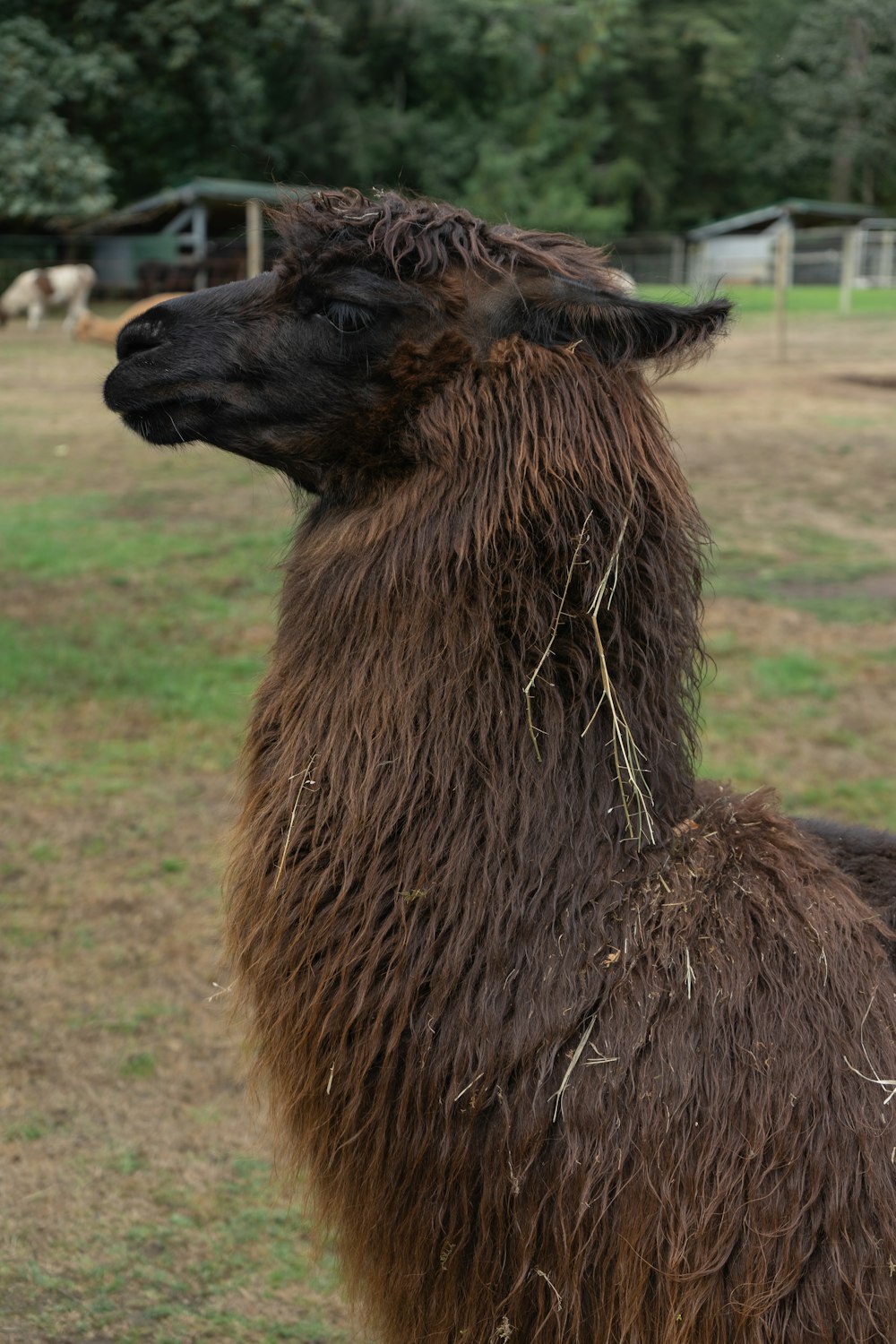 a brown llama standing on top of a grass covered field