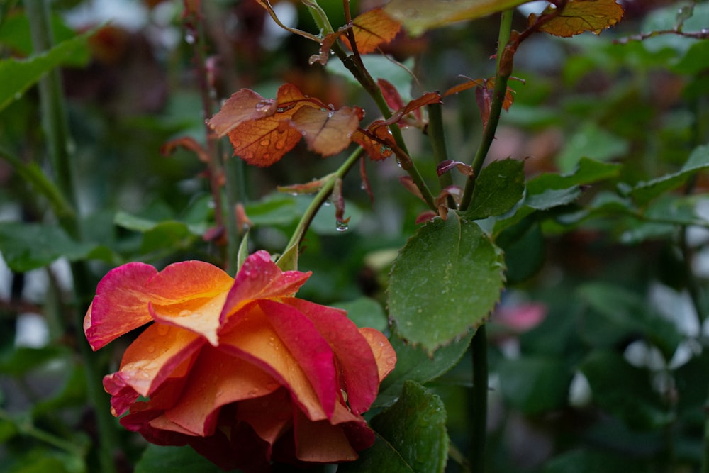 a red and orange flower with green leaves