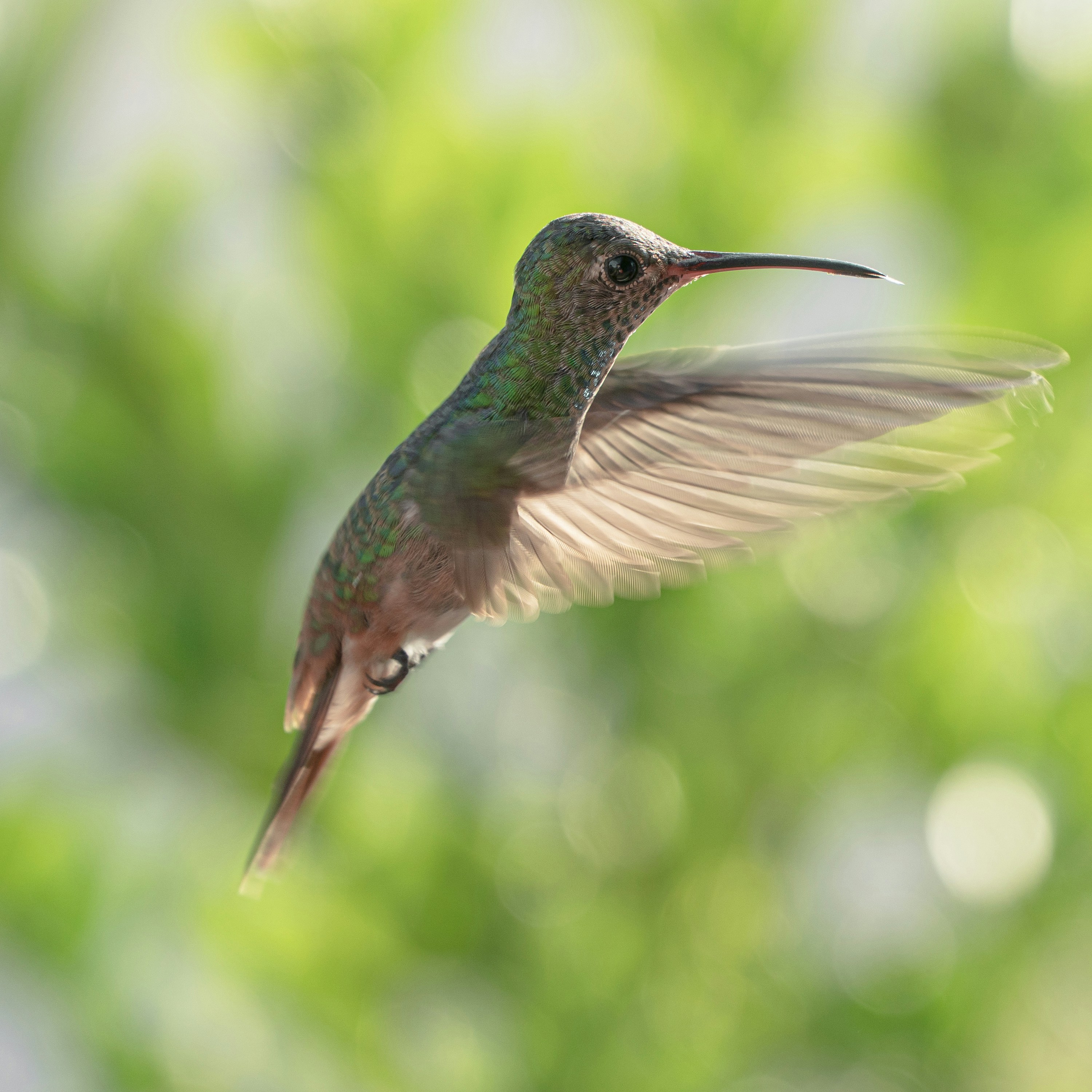 humming bird