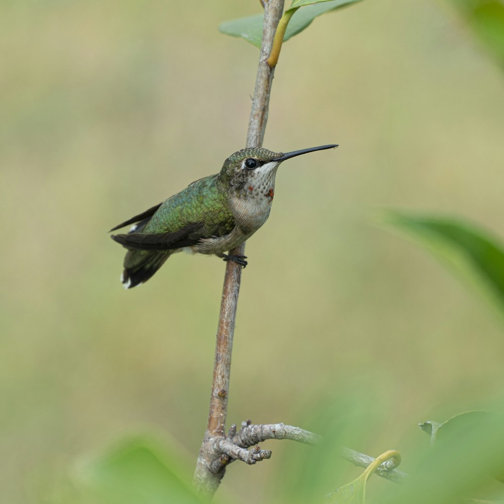 a hummingbird perches on a twig