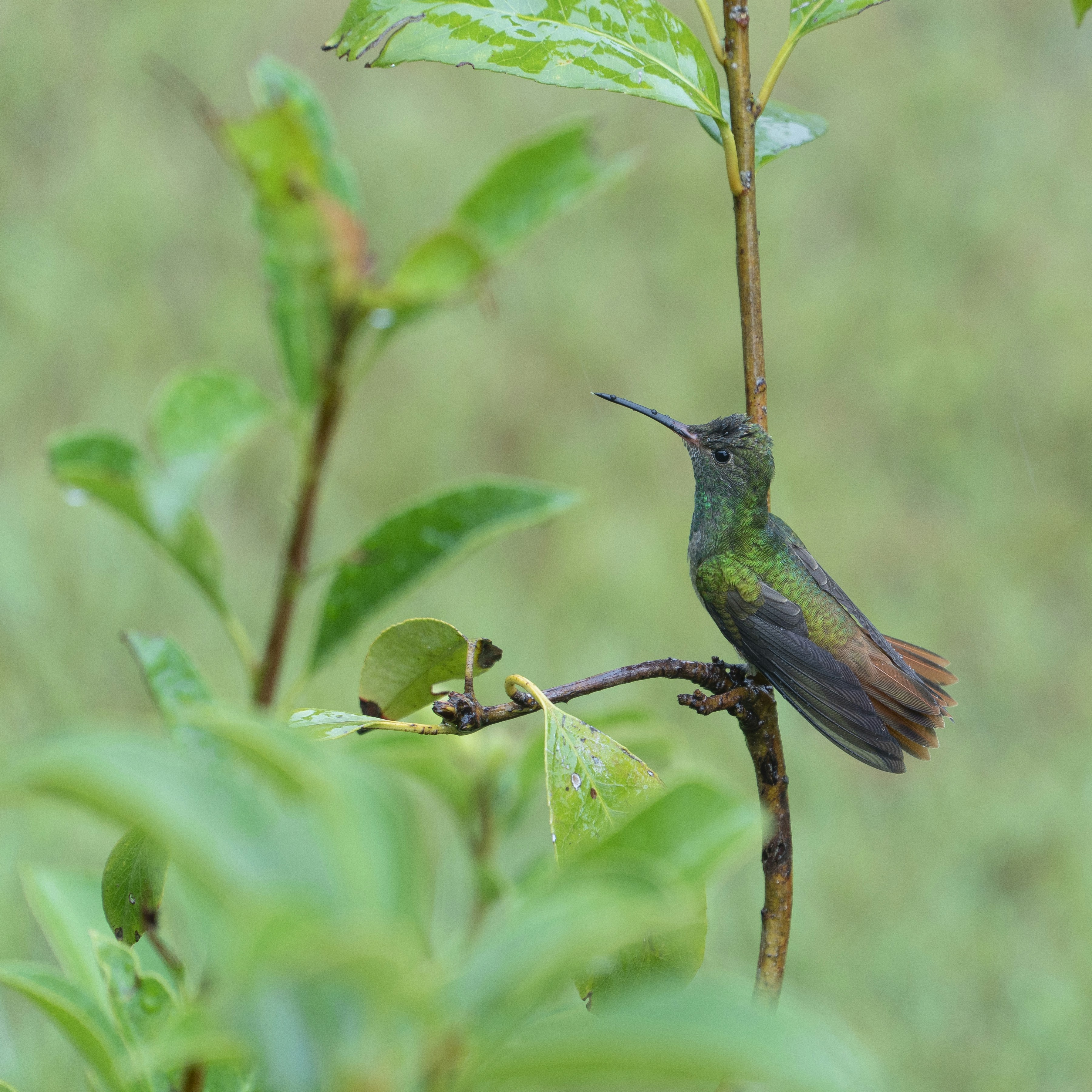 seekor burung kolibri bertengger di cabang di pohon