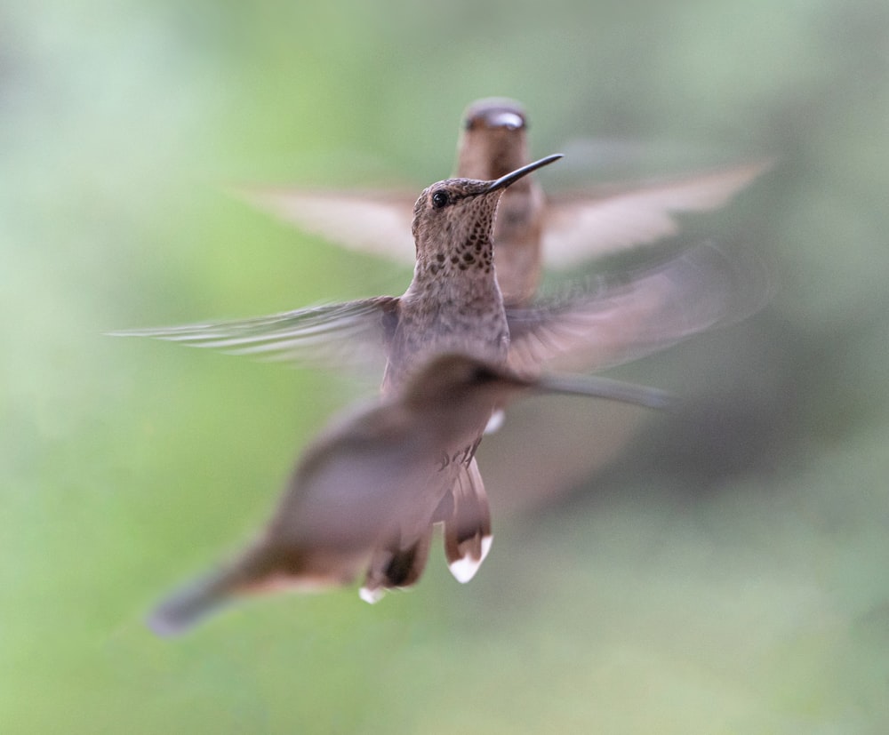 a couple of birds flying next to each other