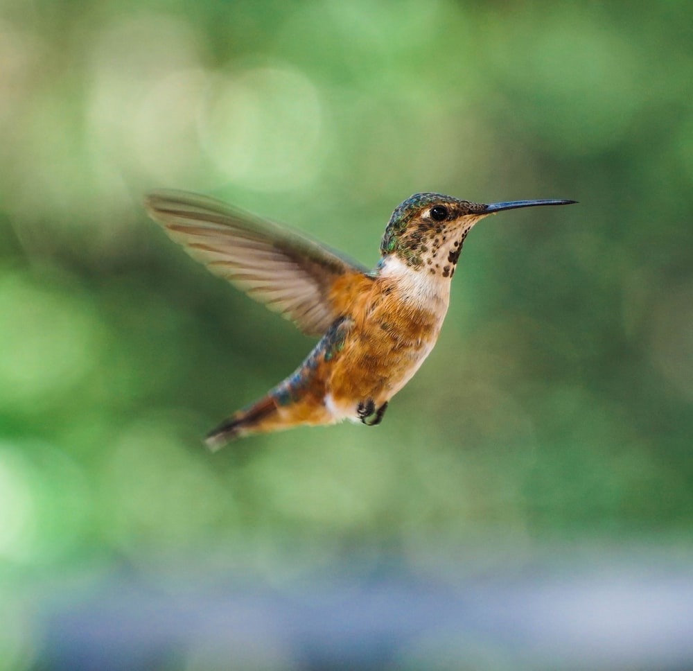 a hummingbird flying in the air with a blurry background