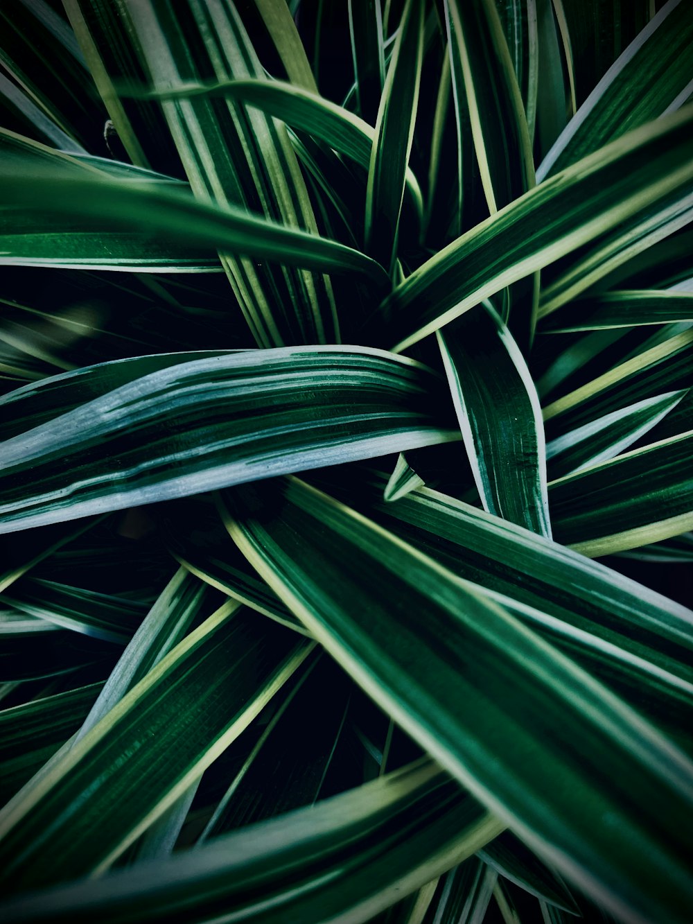 a close up of a plant with green leaves