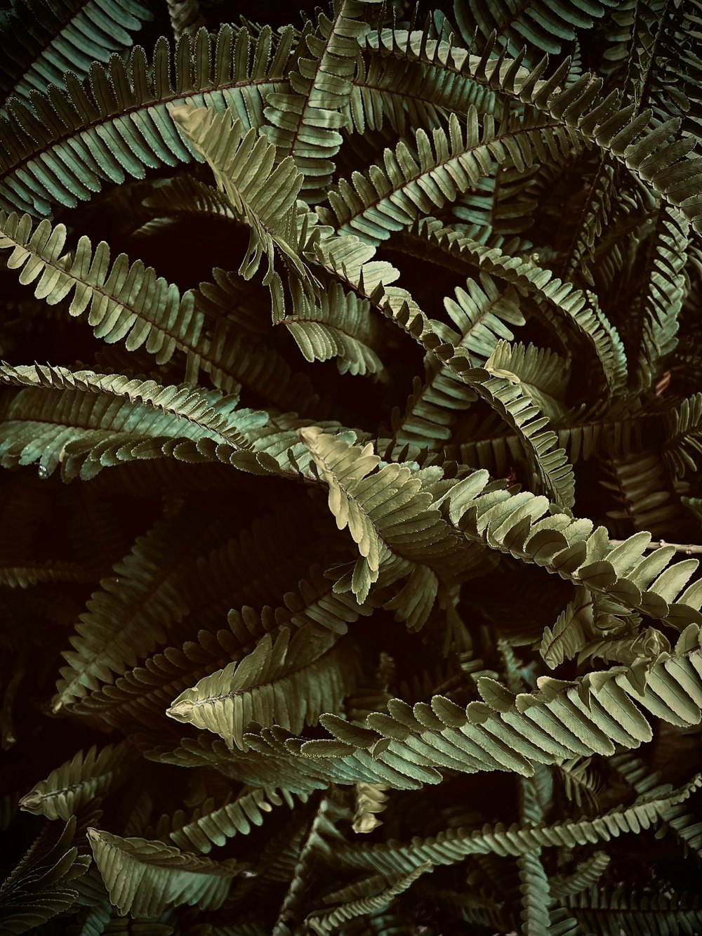 a close up of a plant with green leaves