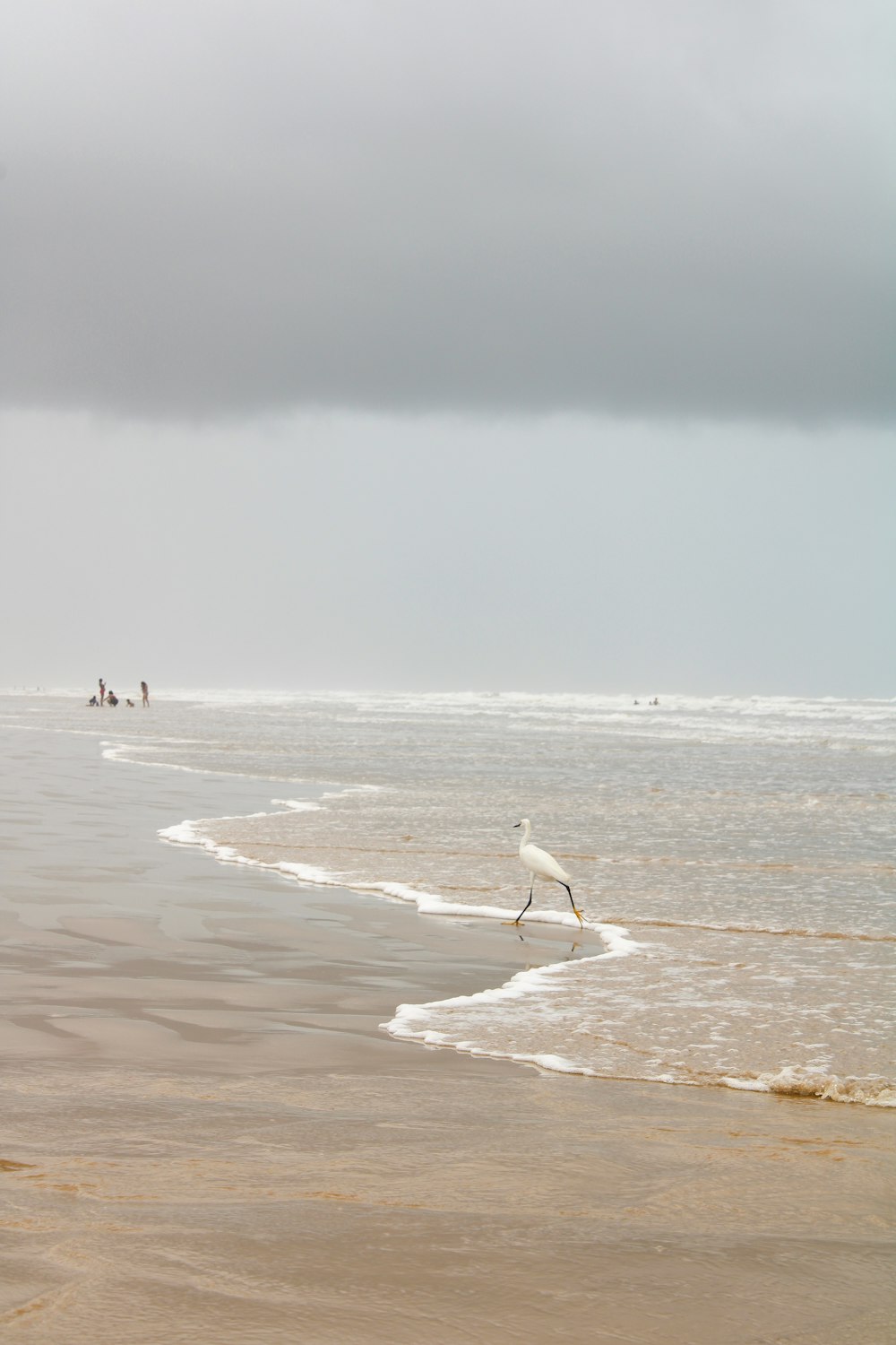 a bird is standing in the water at the beach