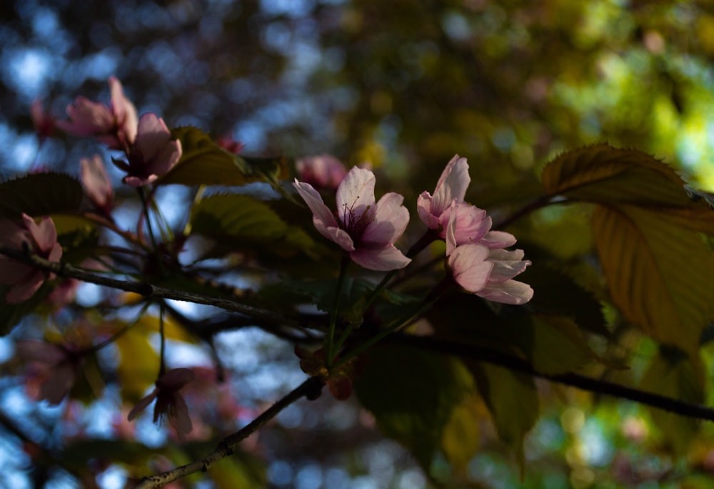 a branch of a tree with pink flowers